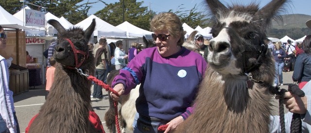 Two llamas with owners
