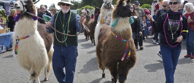 Man and Llamas