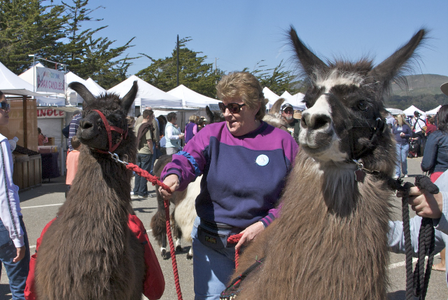 Two llamas with owners