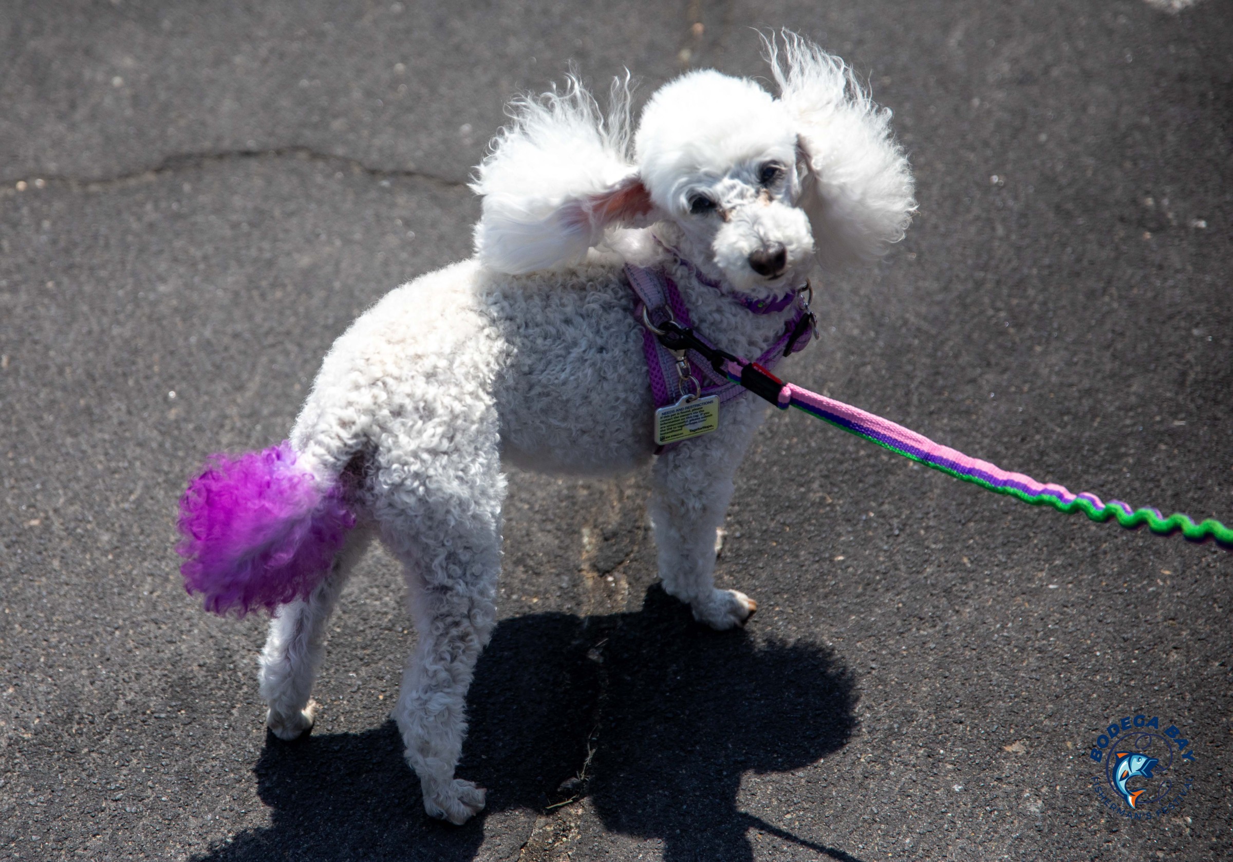 bbfishfest-slideshow202517