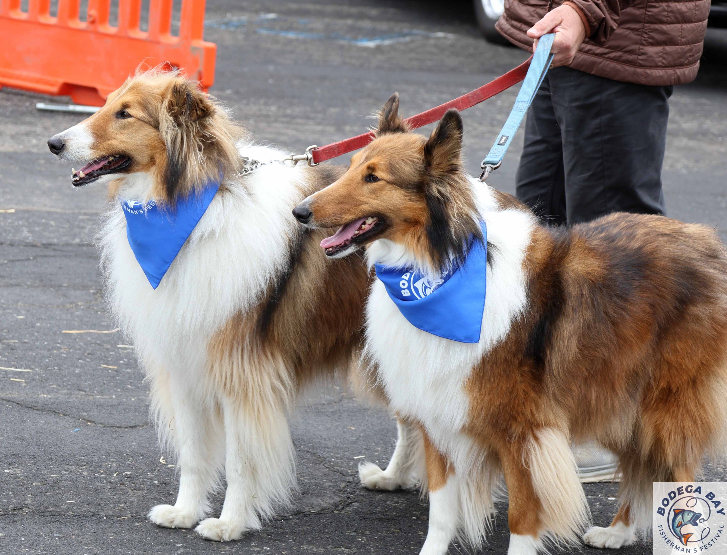 PEOPLEPETS-bbfishfest202611