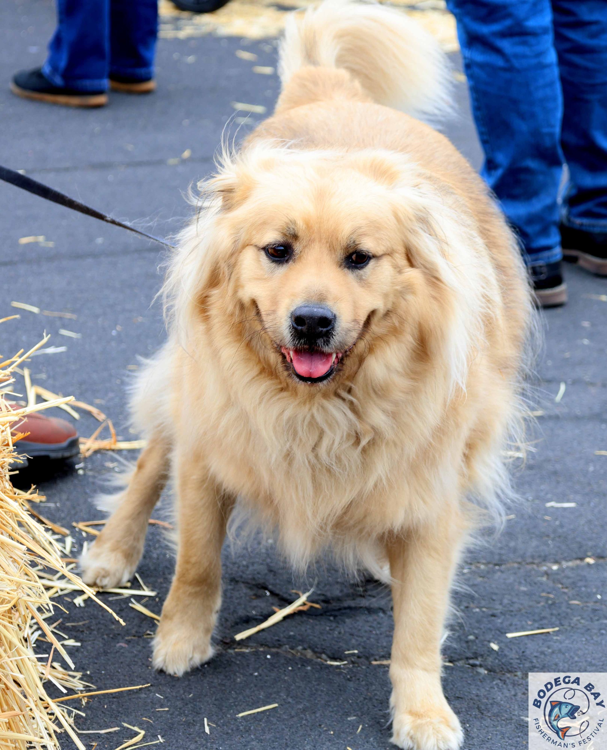 PEOPLEPETS-bbfishfest202612