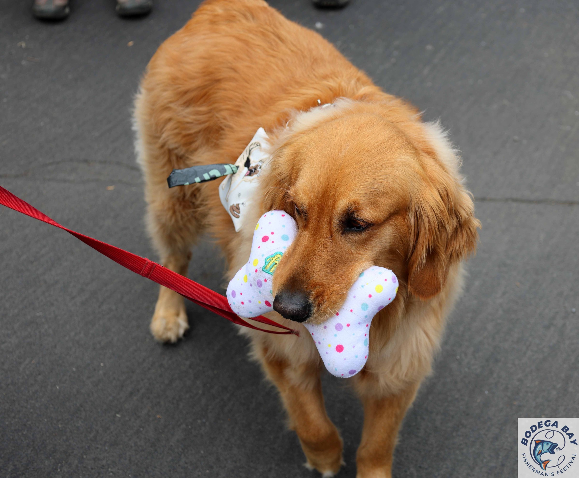 PEOPLEPETS-bbfishfest202613