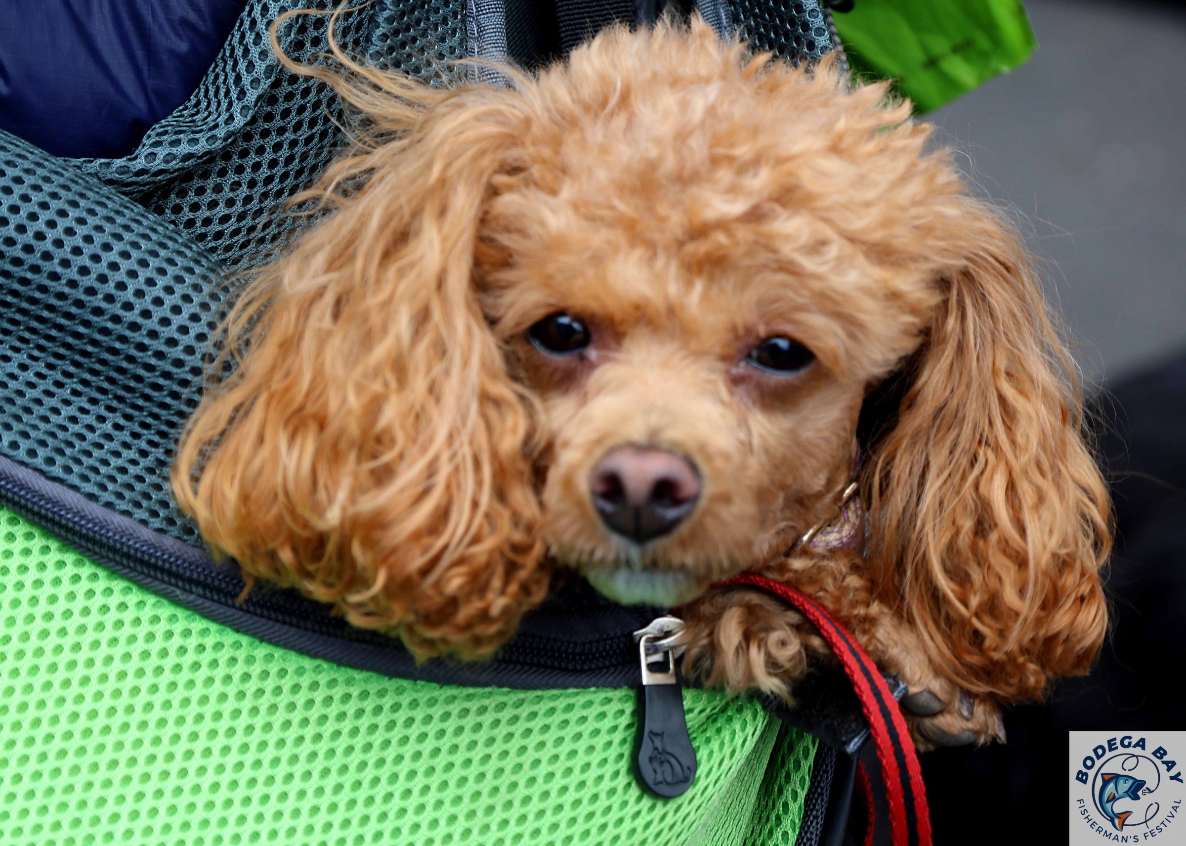 PEOPLEPETS-bbfishfest202615