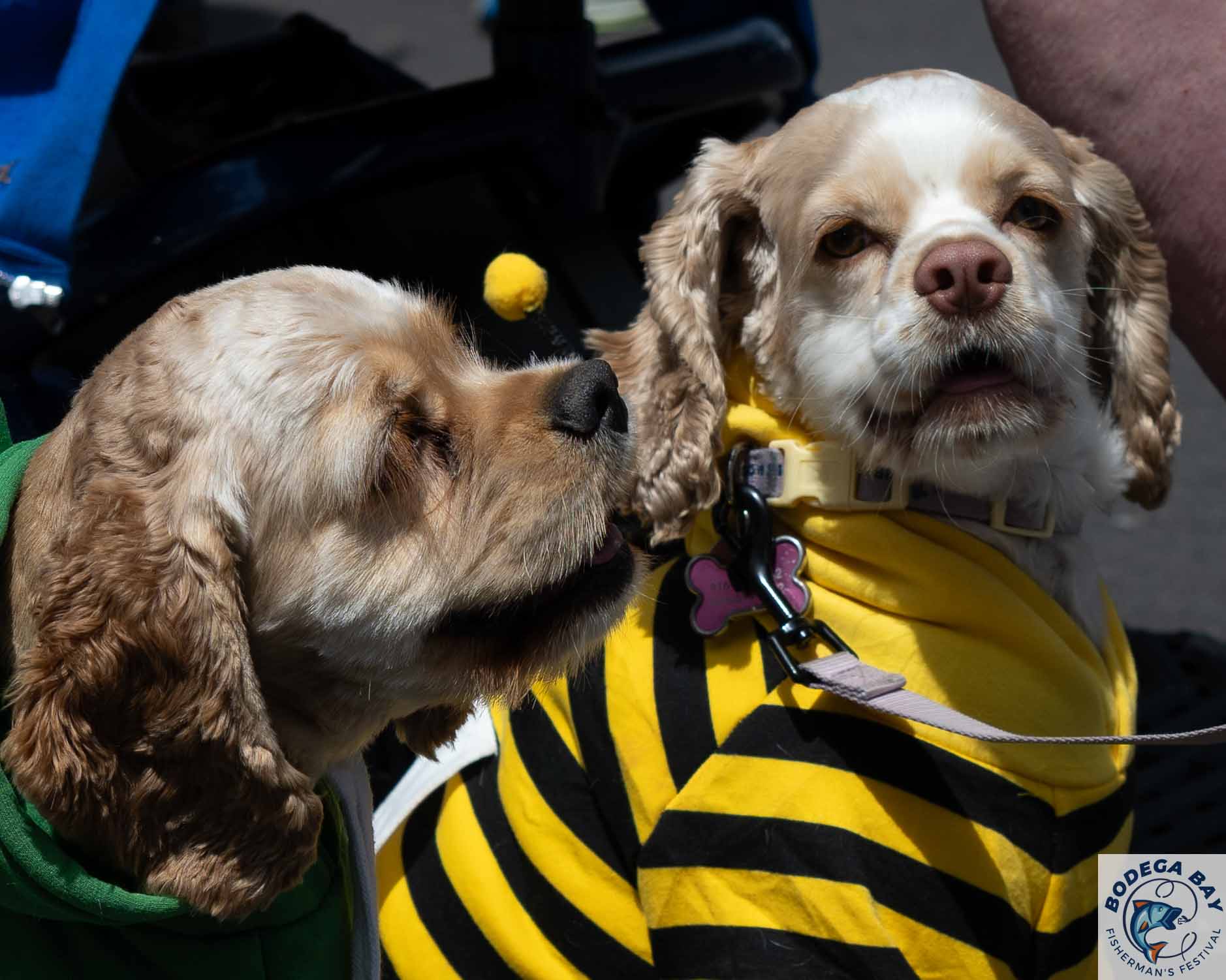PEOPLEPETS-bbfishfest202621