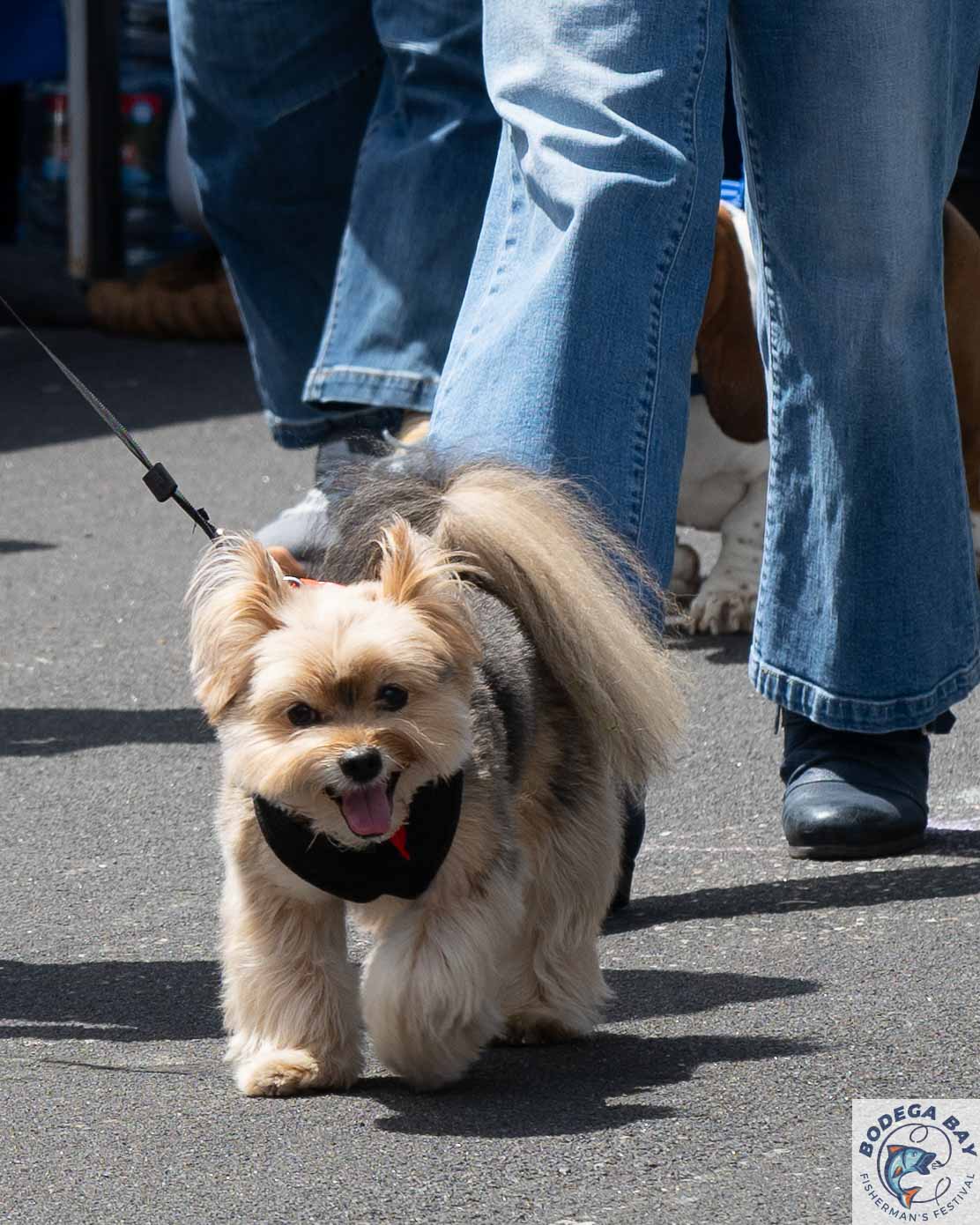 PEOPLEPETS-bbfishfest202622