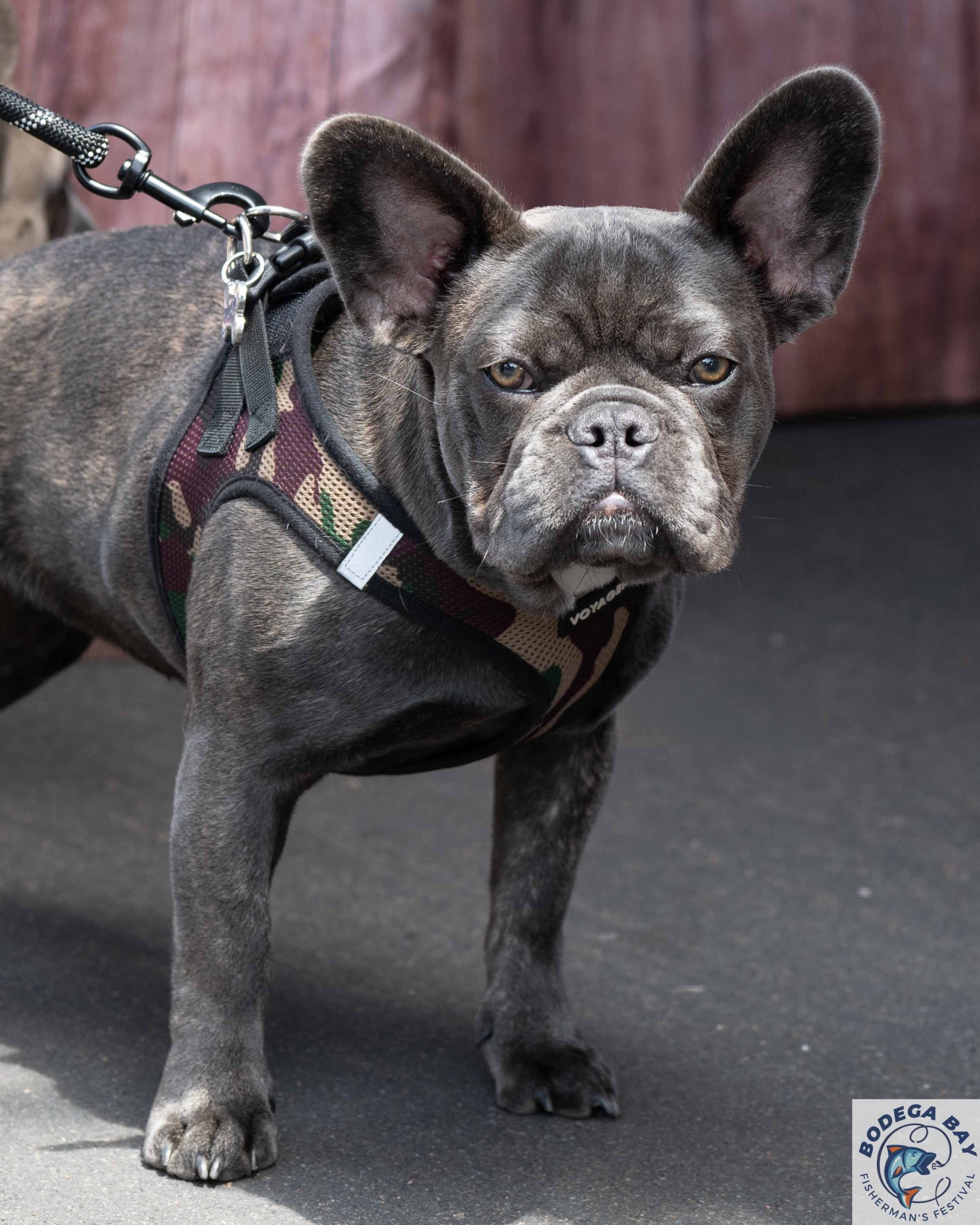 PEOPLEPETS-bbfishfest202625